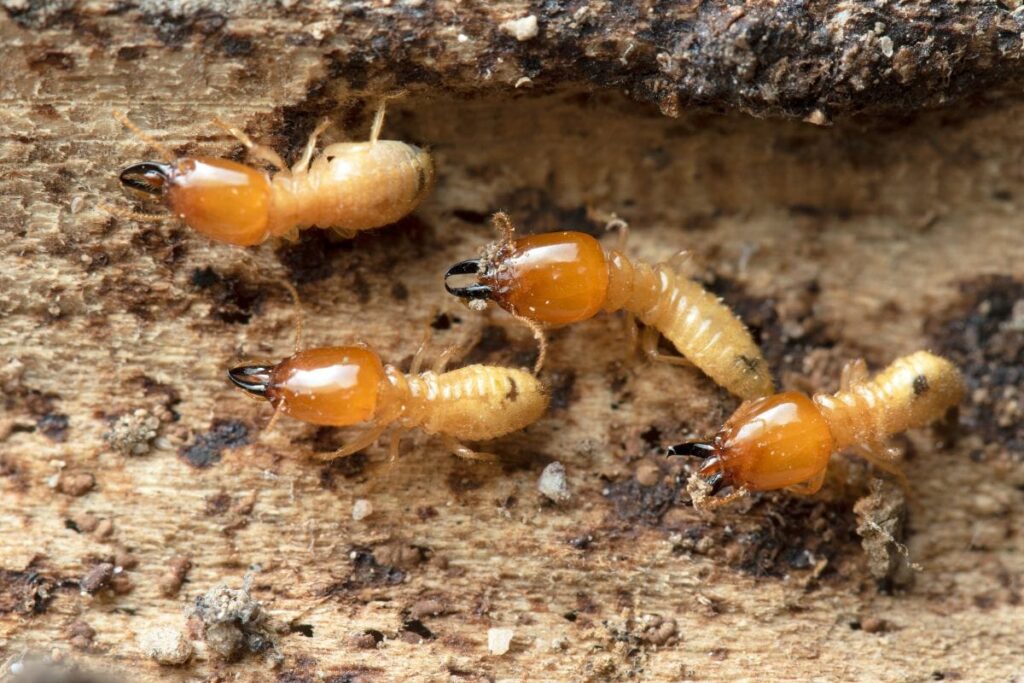 The Ultimate Guide to Termite Control in Toowoomba