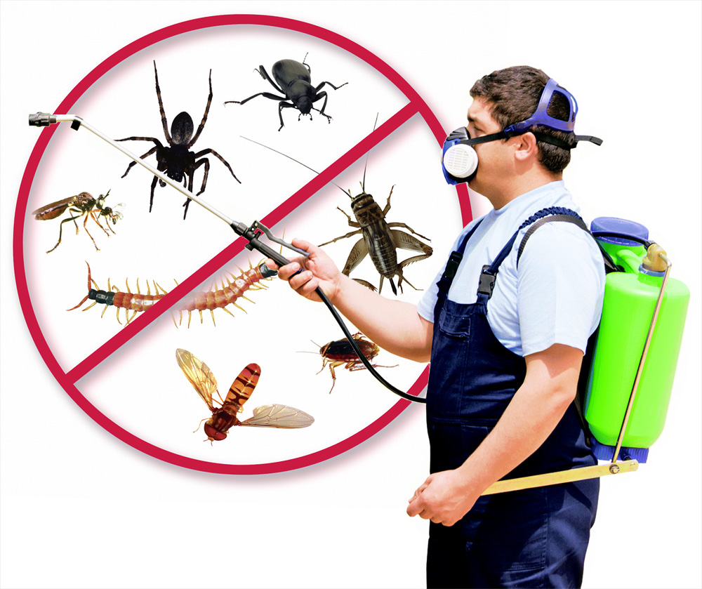 best pest control services